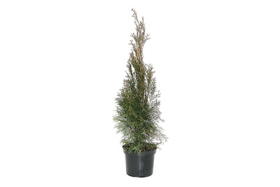 Image of Lebensbaum - Thuja Smaragd 70 - 80cm inklusive Topf bei JUMBO