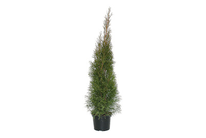 Image of Lebensbaum - Thuja Smaragd 100 - 120cm inklusive Topf bei JUMBO