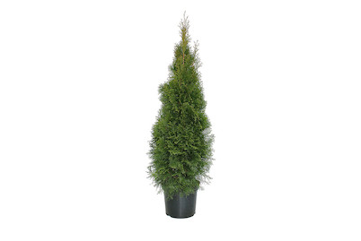 Image of Lebensbaum - Thuja Smaragd 140 - 150cm inklusive Topf bei JUMBO