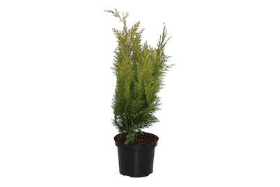 Image of Scheinzypresse gelb - Chamaecyparis laws gelb 50-60cm inklusive Topf bei JUMBO