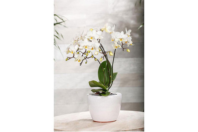Image of Schmetterlingsorchidee 'Kolibri', Topfgrösse Ø9cm (Phalaenopsis Kolibri, weiss) bei JUMBO