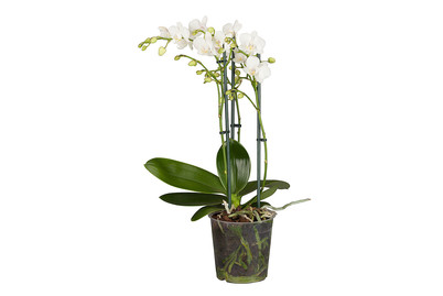 Image of Kleinblumige Schmetterlingsorchidee, Topfgrösse Ø12cm (Phalaenopsis multiflora, weiss) bei JUMBO