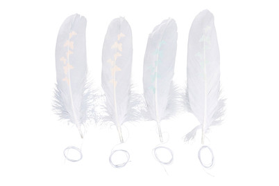 Image of Deko-Feder weiss mit Schmetterlingen, 15-17cm, m.Kordel, SB-Btl 4Stück bei JUMBO