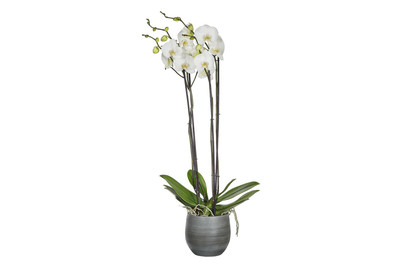 Image of Schmetterlingsorchidee 'Fortuno', Topfgrösse Ø17cm (Phalaenopsis 'Fortuno') bei JUMBO