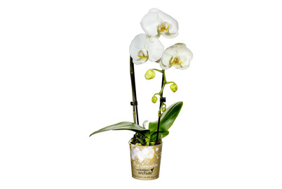 Image of Schmetterlingsorchidee 'Kolibri Cascade', Topfgrösse Ø9cm (Phalaenopsis 'Kolibri Cascade', weiss) bei JUMBO