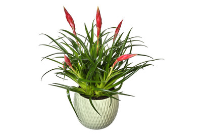 Image of Vriesea Multiflower, Topfgrösse Ø12cm (Vriesea Multiflower) bei JUMBO