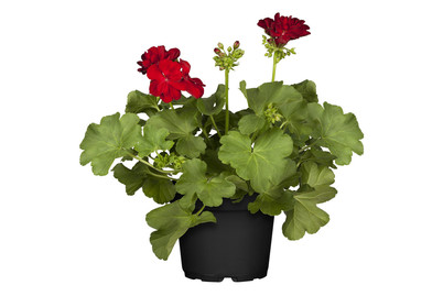 Image of Hybrid-Pelargonie 'Calliope'® (Pelargonium 'Calliope'®), Topfgrösse Ø13cm bei JUMBO