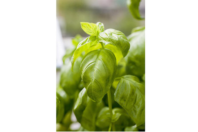 Image of Basilikum (Ocimum basilicum), Topfgrösse Ø13cm bei JUMBO