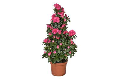 Image of Zimmerazalee 'Hortinno'®, Topfgrösse Ø19cm (Rhododendron simsii 'Hortinno'®, Pyramide) bei JUMBO