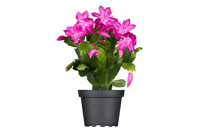 Image of Weihnachts-Kaktus, Topfgrösse Ø13cm (Schlumbergera bridgesii) bei JUMBO
