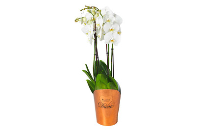 Image of Schmetterlingsorchidee, Topfgrösse Ø17cm (Phalaenopsis) bei JUMBO