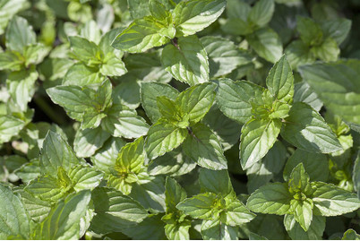 Image of Pfefferminze (Mentha x piperita), Topfgrösse Ø13cm bei JUMBO