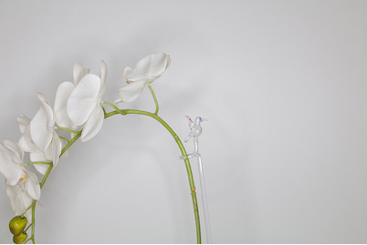 Image of Rispenhalter Hummingbird bei JUMBO