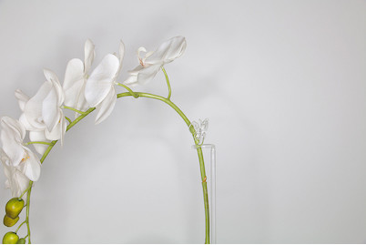 Image of Rispenhalter Butterfly bei JUMBO