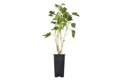 Image of Johannisbeere 'Titania'(s) (Ribes nigrum 'Titania'(s)), Topfgrösse Ø 17cm bei JUMBO