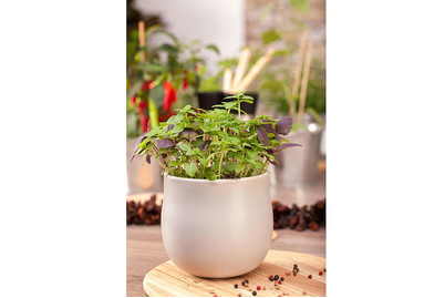 Image of Twin-Basilikum (Ocimum basilicum 'Twin'), Topfgrösse Ø13cm bei JUMBO