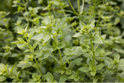 Image of Buschbasilikum (Ocimum basilicum var. minimum), Topfgrösse Ø13cm bei JUMBO
