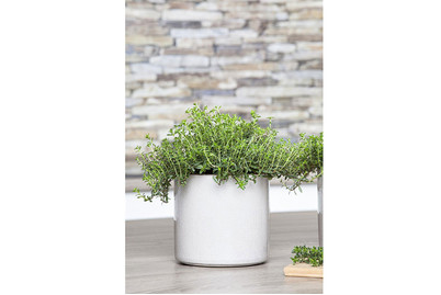 Image of Sommer-Bohnenkraut (Satureja hortensis), Topfgrösse Ø13cm bei JUMBO