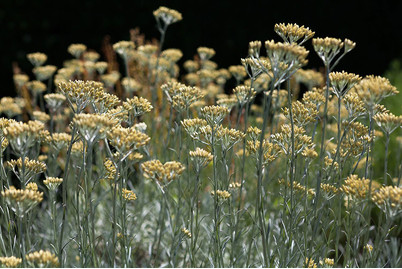 Image of Currykraut (Helichrysum italicum), Topfgrösse Ø13cm bei JUMBO