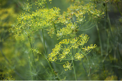 Image of Dill (Anethum graveolens), Topfgrösse Ø13cm bei JUMBO