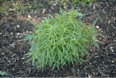 Image of Estragon (Artemisia dracunculus) Ø13cm
