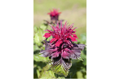 Image of Scharlach-Indianernessel (Monarda didyma), Topfgrösse Ø13cm bei JUMBO