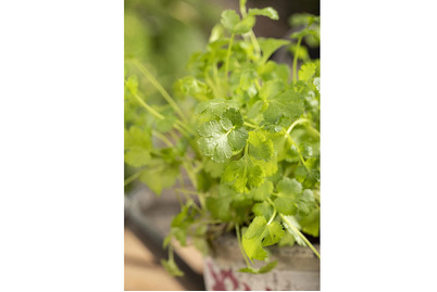 Image of Koriander (Coriandrum sativum), Topfgrösse Ø13cm bei JUMBO
