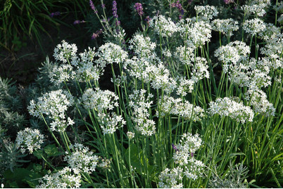 Image of Schnittknoblauch (Allium tuberosum) Ø13cm