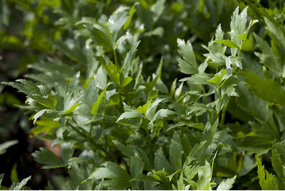 Image of Liebstöckel (Levisticum officinale), Topfgrösse Ø13cm bei JUMBO