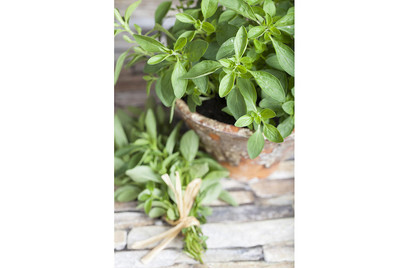 Image of Majoran (Origanum majorana) Ø13cm bei JUMBO