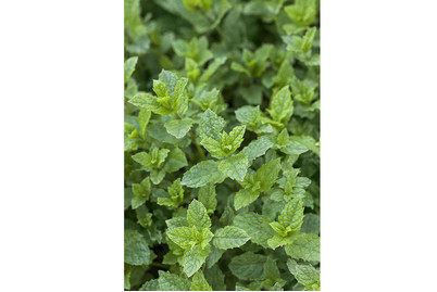 Image of Hugo Minze (Mentha spicata 'Hugo'), Topfgrösse Ø13cm bei JUMBO