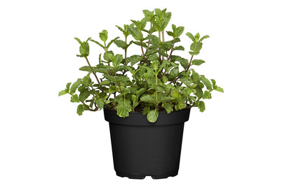 Image of Marokkanische Minze (Mentha spicata 'Maroccan'), Topfgrösse Ø13cm bei JUMBO