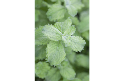 Image of Mojito-Minze (Mentha spicata 'Mojito'), Topfgrösse Ø13cm bei JUMBO