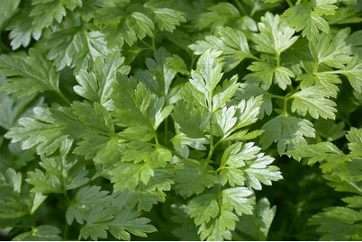 Image of Glatte Petersilie (Petroselinum crispum (glatt)), Topfgrösse Ø13cm bei JUMBO