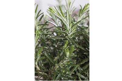 Image of Mattenförmiger Garten-Rosmarin (Rosmarinus officinalis 'Prostratus'), Topfgrösse Ø13cm bei JUMBO