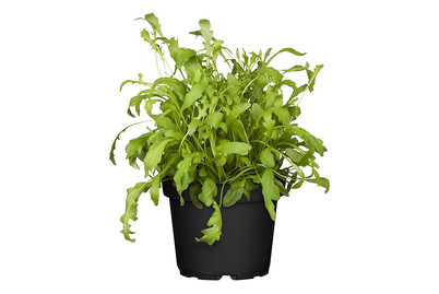 Image of Rucola (Eruca sativa), Topfgrösse Ø13cm bei JUMBO
