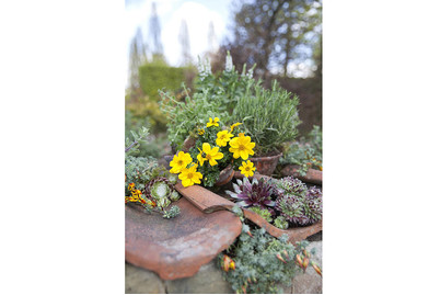 Image of Echter Thymian (Thymus vulgaris), Topfgrösse Ø13cm bei JUMBO