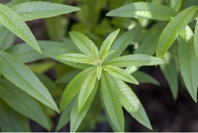 Image of Zitronenverbene (Aloysia triphylla) Ø13cm bei JUMBO