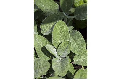 Image of Garten-Salbei (Salvia officinalis) Ø17cm bei JUMBO