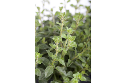 Image of Oregano (Origanum vulgare) Ø17cm bei JUMBO