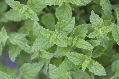 Image of Erdbeer-Minze (Mentha 'Erdbeere'), Topfgrösse Ø13cm bei JUMBO