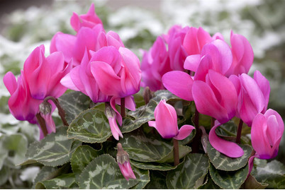 Image of Zimmer-Alpenveilchen, Topfgrösse Ø15cm (Cyclamen persicum) bei JUMBO