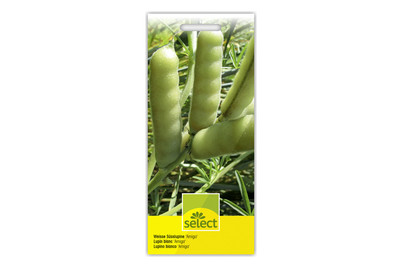 Image of Select Lupinus albus Amiga bei JUMBO
