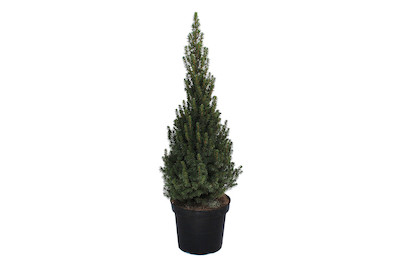 Image of Zuckerhutfichte - Picea glauca Conica 60-70cm inklusive Topf bei JUMBO
