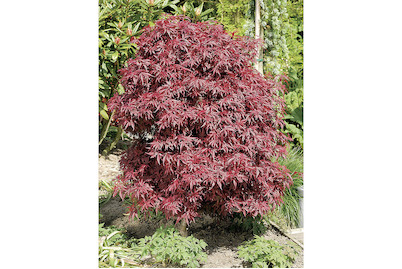 Image of Roter Schlitzahorn - Acer palmatum Garnet 30-40cm inklusive Topf bei JUMBO