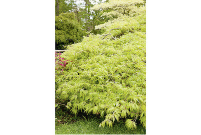 Image of Grüner Schlitzahorn - Acer palmatum Dissectum 30-40cm inklusive Topf bei JUMBO