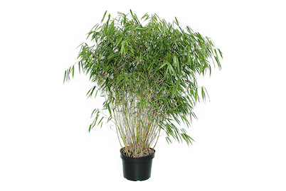 Image of Gartenbambus Fargesia `Asien Wonder` 40-60cm inklusive Topf bei JUMBO