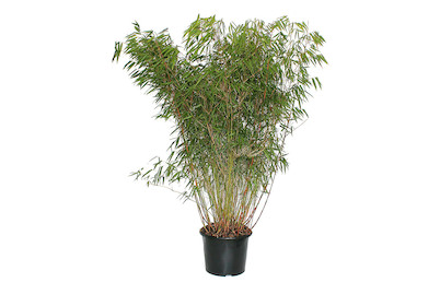 Image of Gartenbambus Fargesia `Asien Wonder` 140-150cm inklusive Topf bei JUMBO