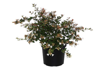 Image of Abelie - Abelia grandiflora 40-50cm inklusive Topf bei JUMBO