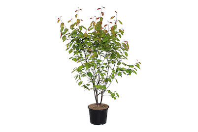 Image of Felsenbirne - Amelanchier lamarckii 40-60cm inklusive Topf bei JUMBO